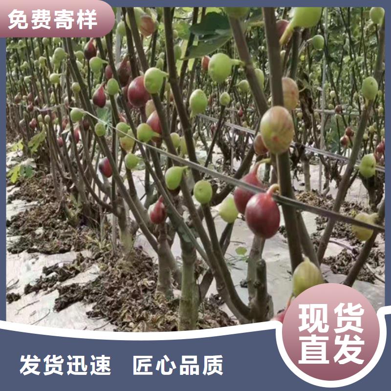 无花果_蓝莓苗懂您所需