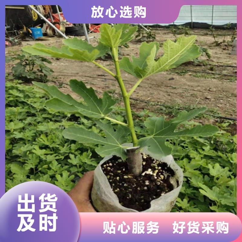 无花果_蓝莓苗懂您所需