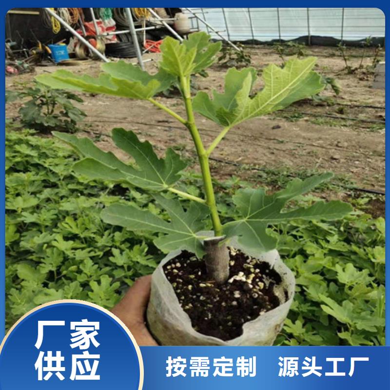 无花果_蓝莓苗懂您所需