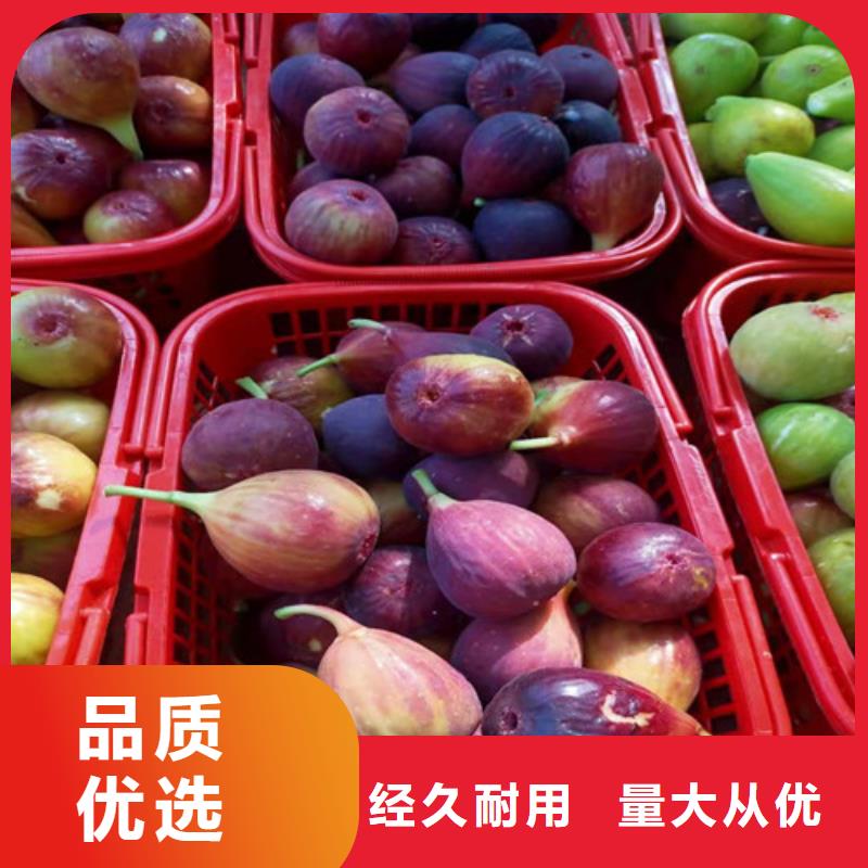 无花果_蓝莓苗懂您所需