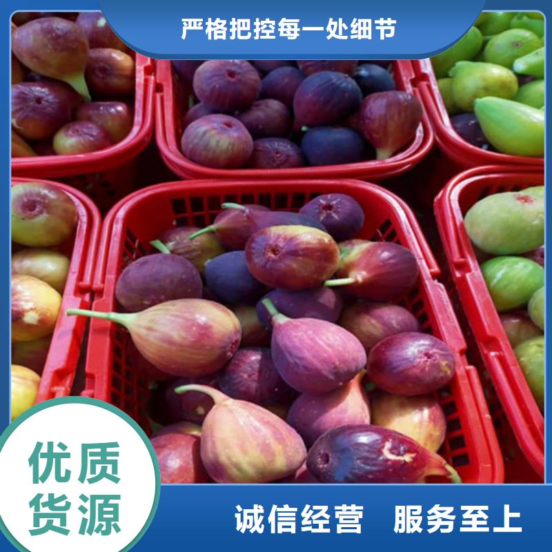 无花果_蓝莓苗懂您所需