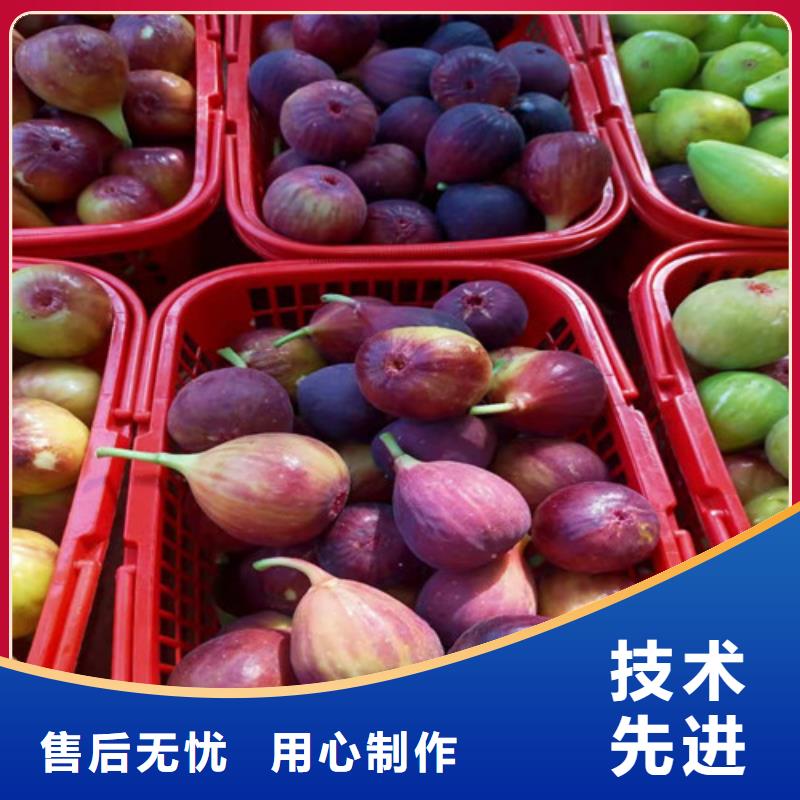 无花果_秋月梨苗材质实在