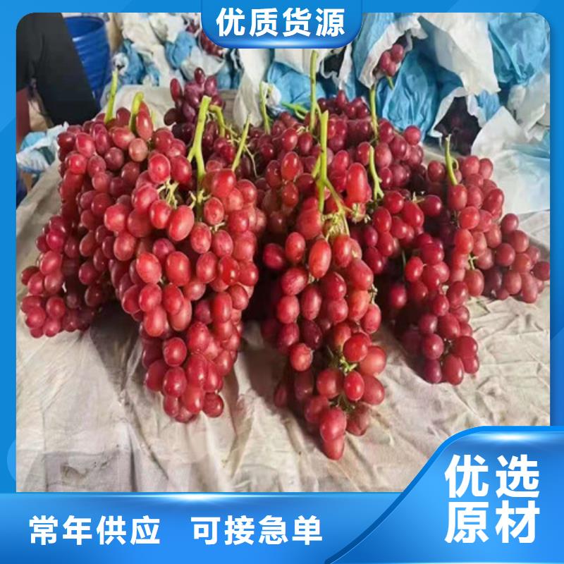 葡萄红富士苗厂家直销规格多样