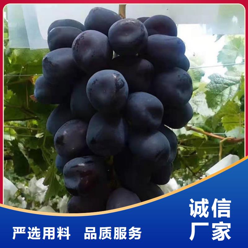 葡萄红富士苗厂家直销规格多样