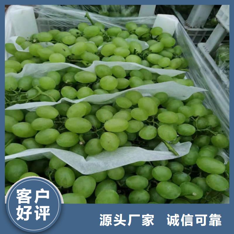 葡萄红富士苗厂家直销规格多样