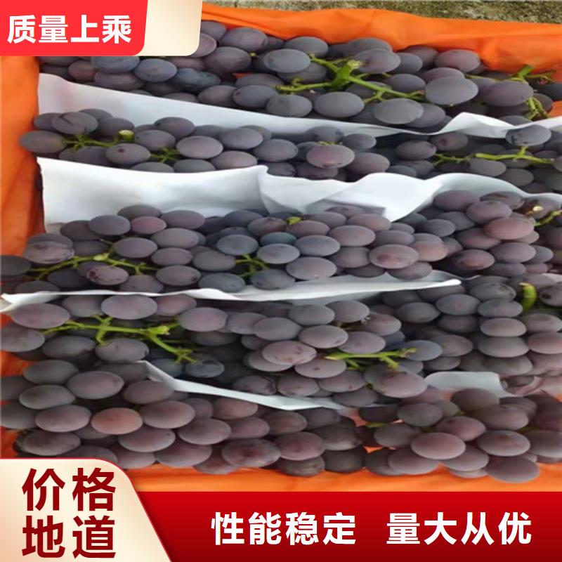 葡萄红富士苗厂家直销规格多样