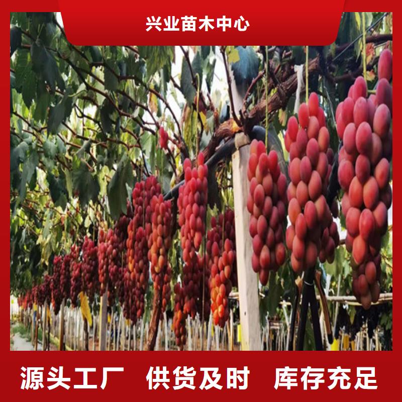 葡萄红富士苗厂家直销规格多样