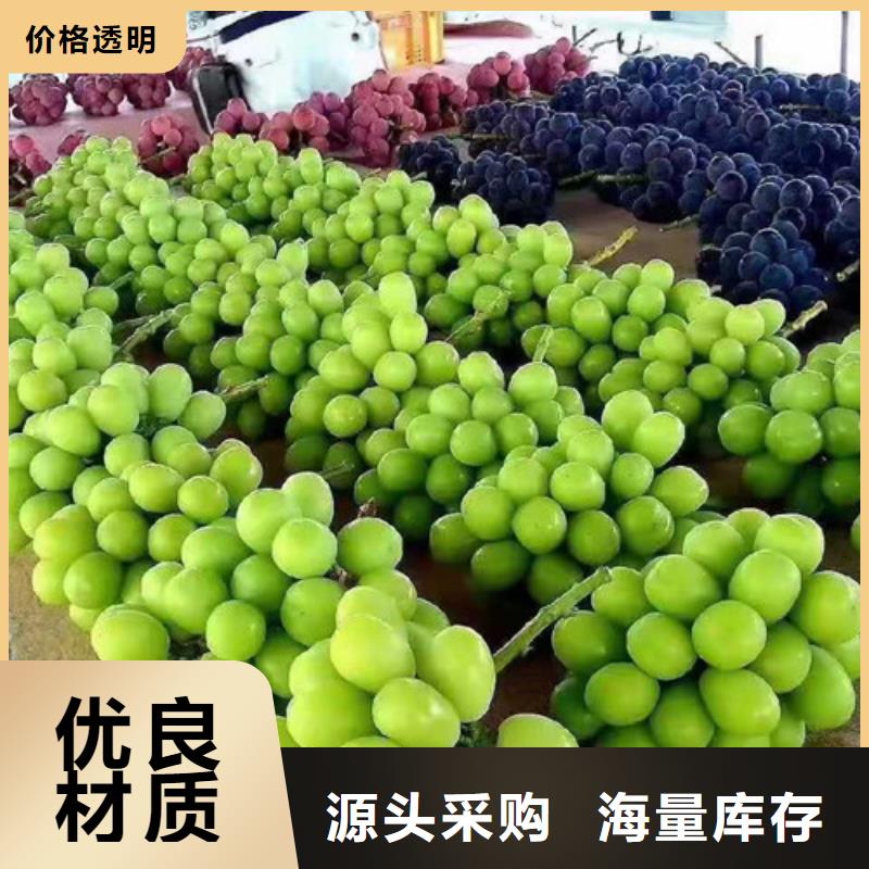 葡萄红富士苗厂家直销规格多样