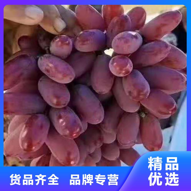 葡萄红富士苗厂家直销规格多样