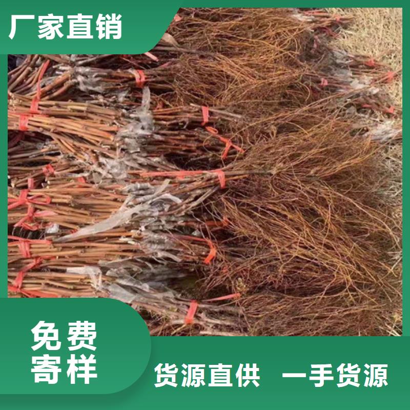 葡萄红富士苗厂家直销规格多样