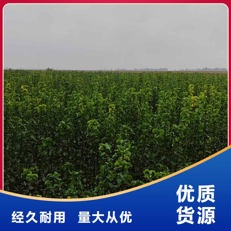 梨杜梨苗经久耐用