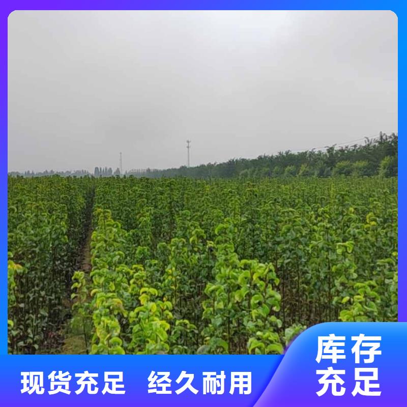 梨杜梨苗经久耐用