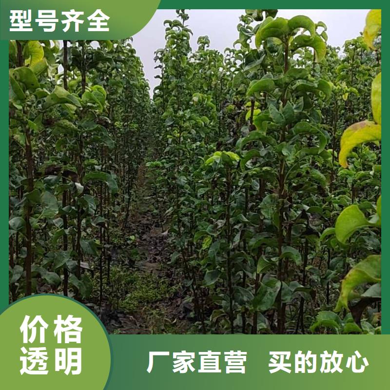 梨杜梨苗经久耐用