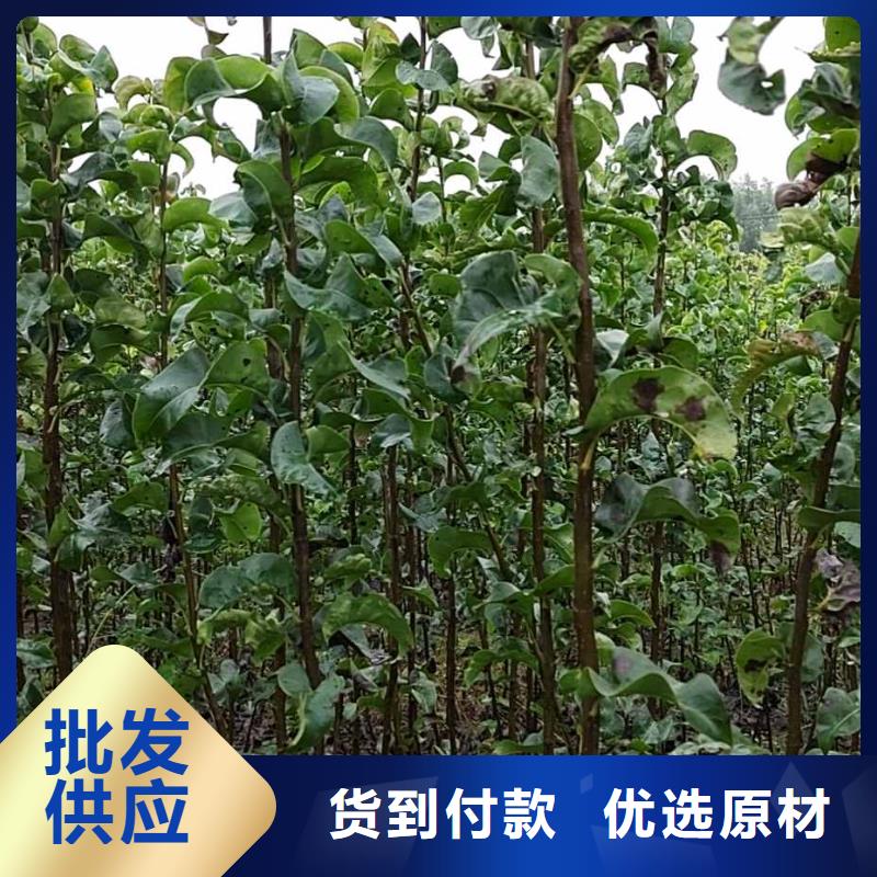 梨杜梨苗经久耐用