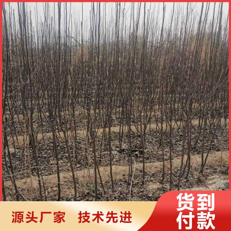 梨杜梨苗经久耐用