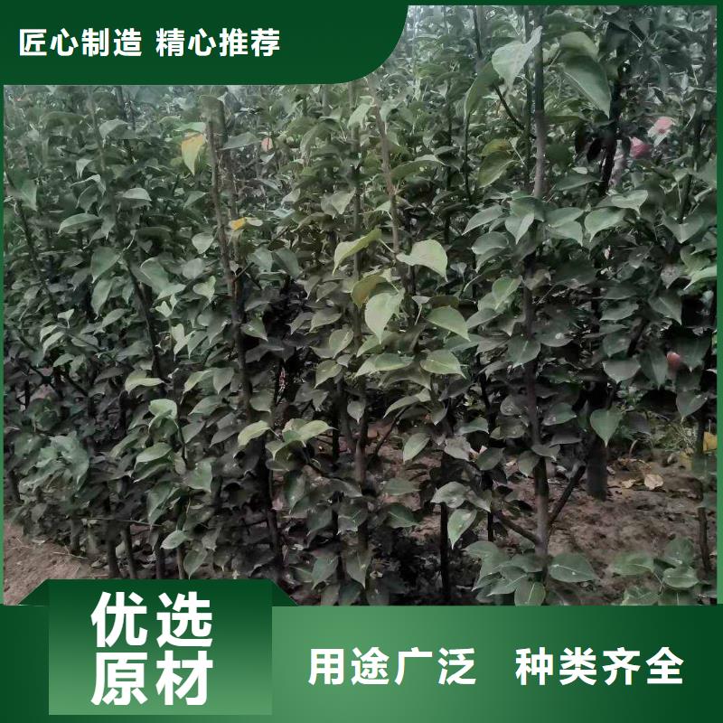 梨杜梨苗经久耐用