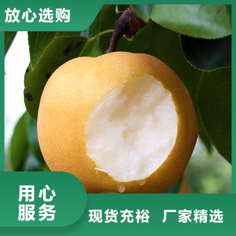 梨杜梨苗经久耐用