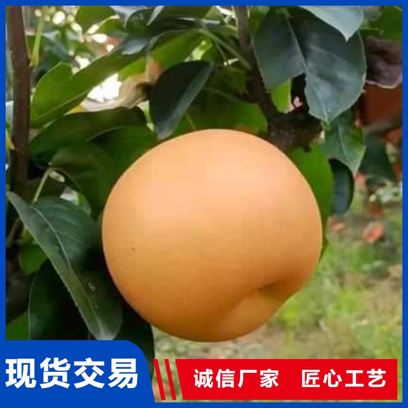 梨杜梨苗经久耐用