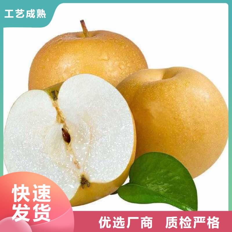 梨杜梨苗经久耐用