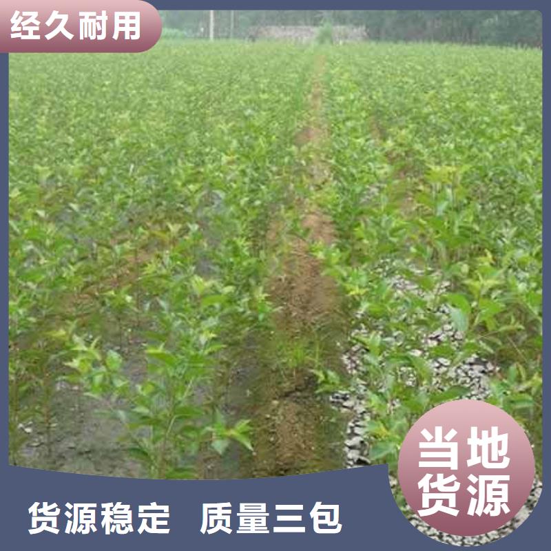 梨杜梨苗经久耐用
