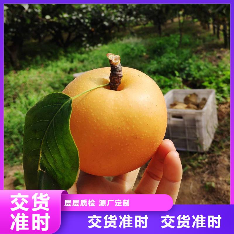 梨杜梨苗经久耐用