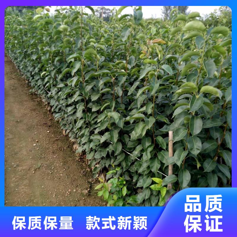 梨杜梨苗经久耐用