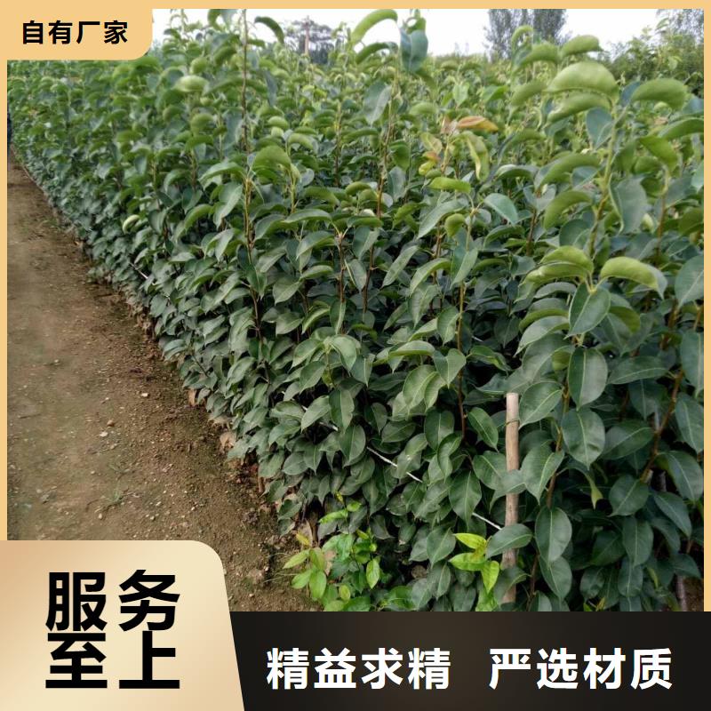 梨杜梨苗经久耐用