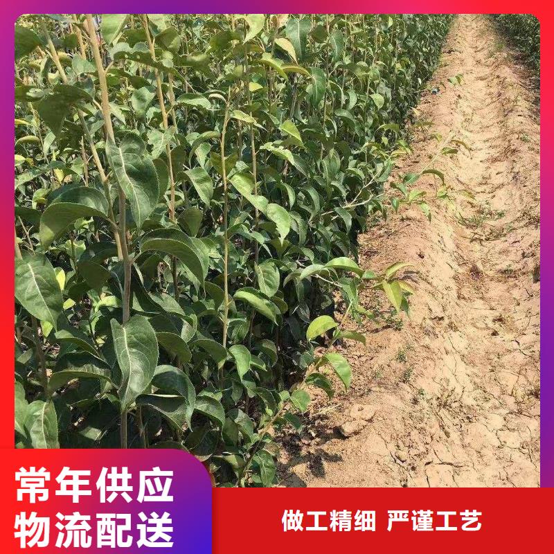 梨杜梨苗经久耐用