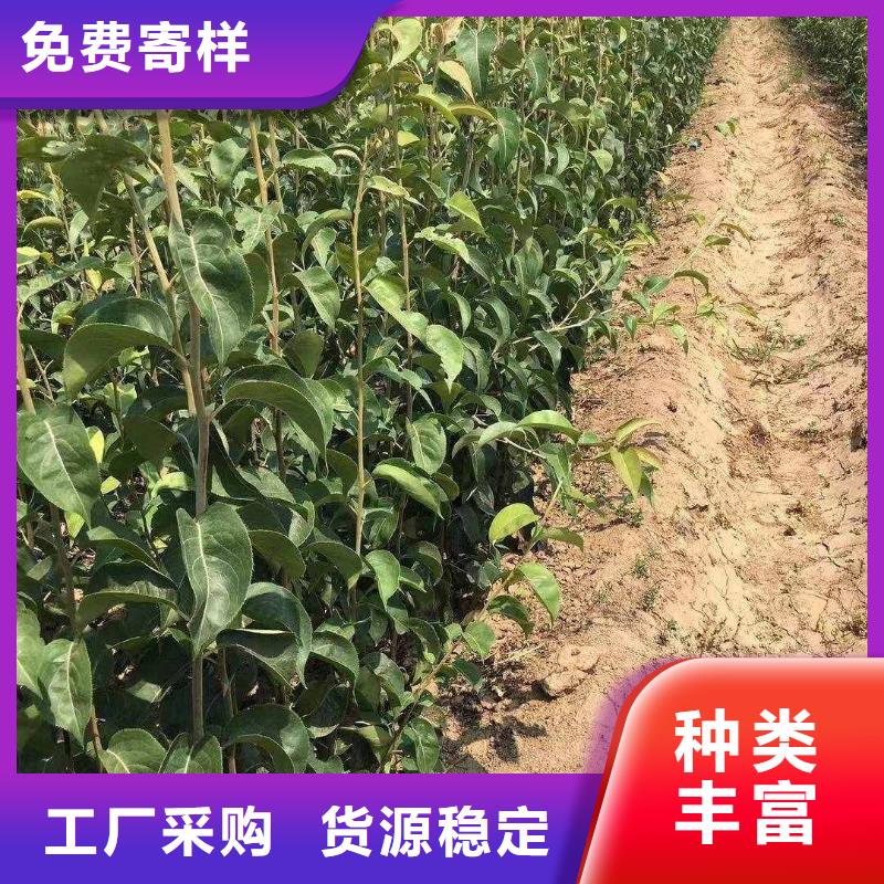 梨杜梨苗经久耐用