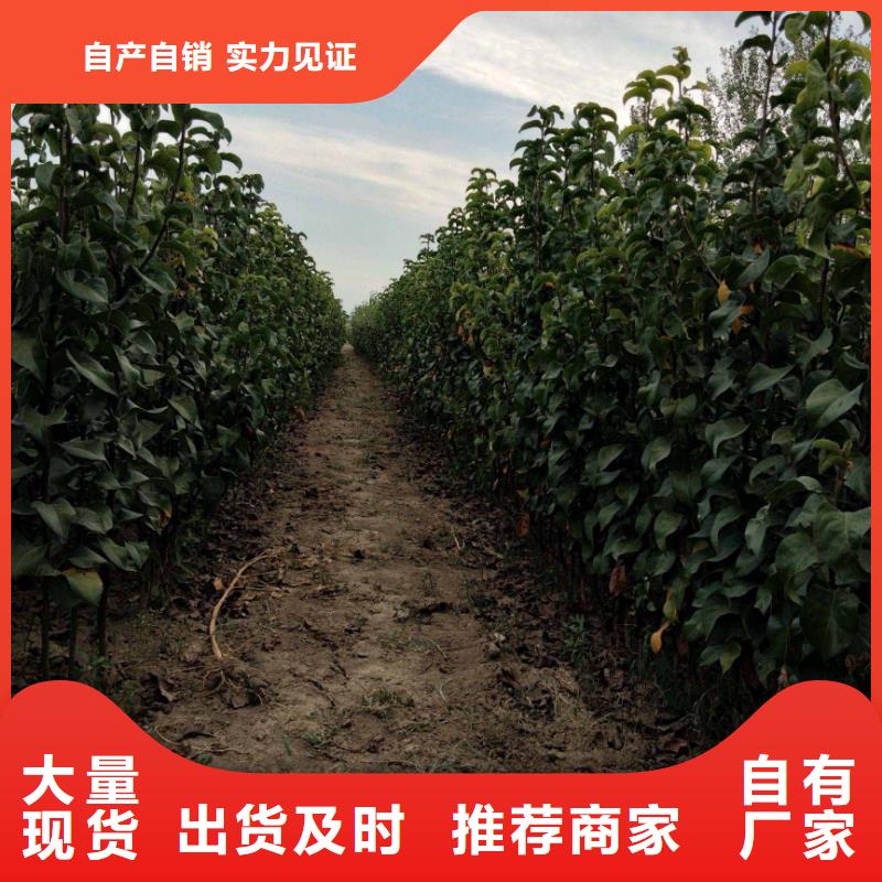 梨杜梨苗经久耐用