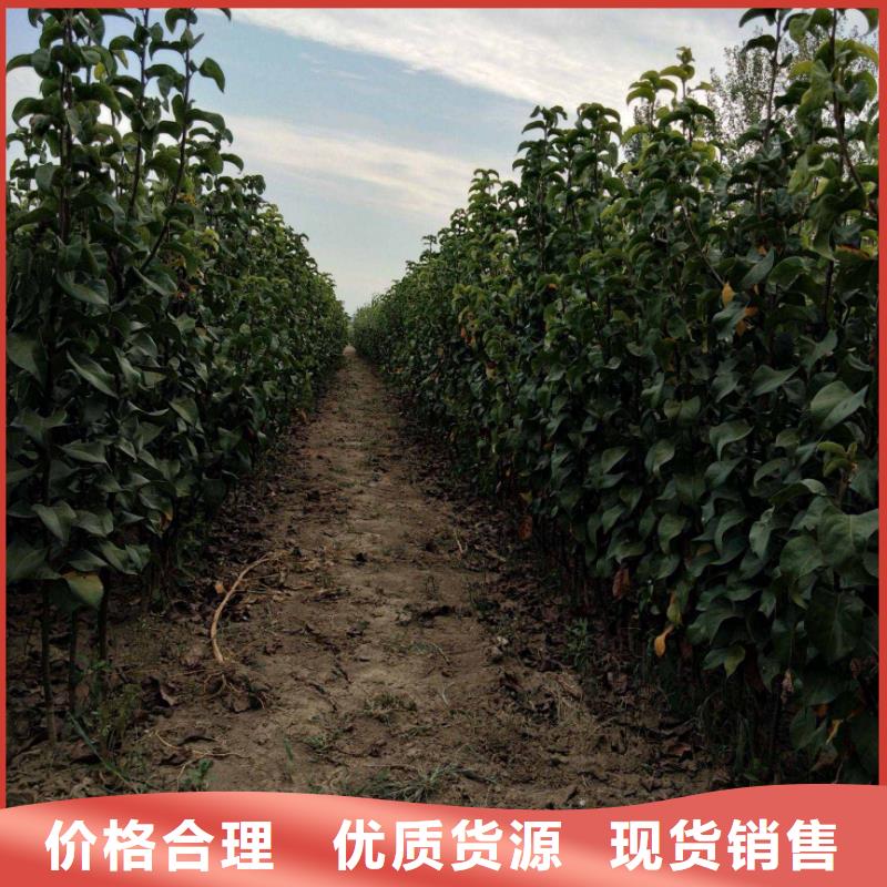 梨杜梨苗经久耐用