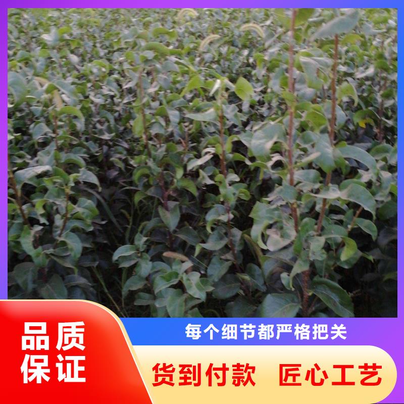 梨杜梨苗经久耐用
