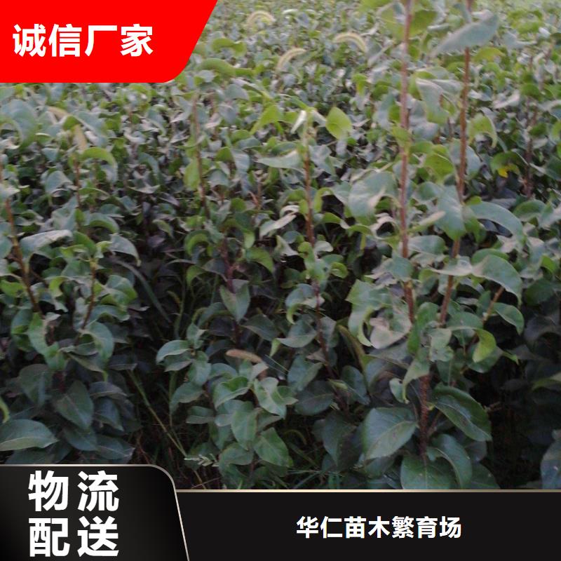 梨杜梨苗经久耐用