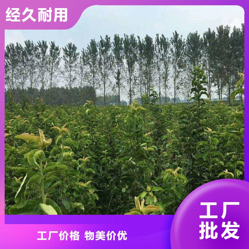 梨杜梨苗经久耐用