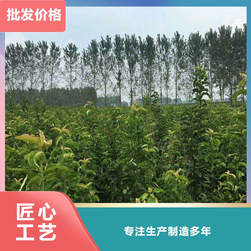 梨杜梨苗经久耐用