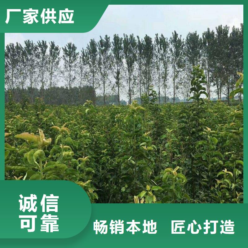 梨杜梨苗经久耐用