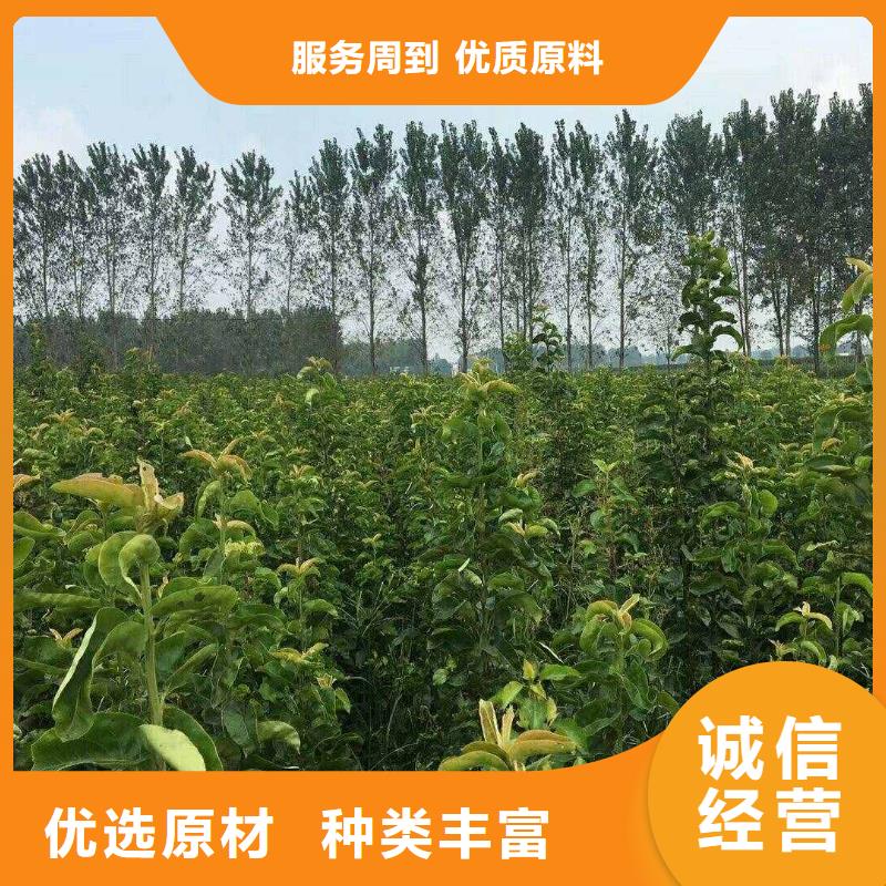 梨杜梨苗经久耐用