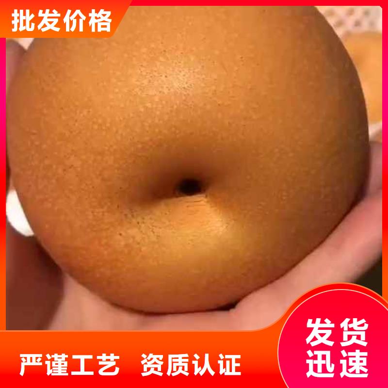 梨杜梨苗经久耐用