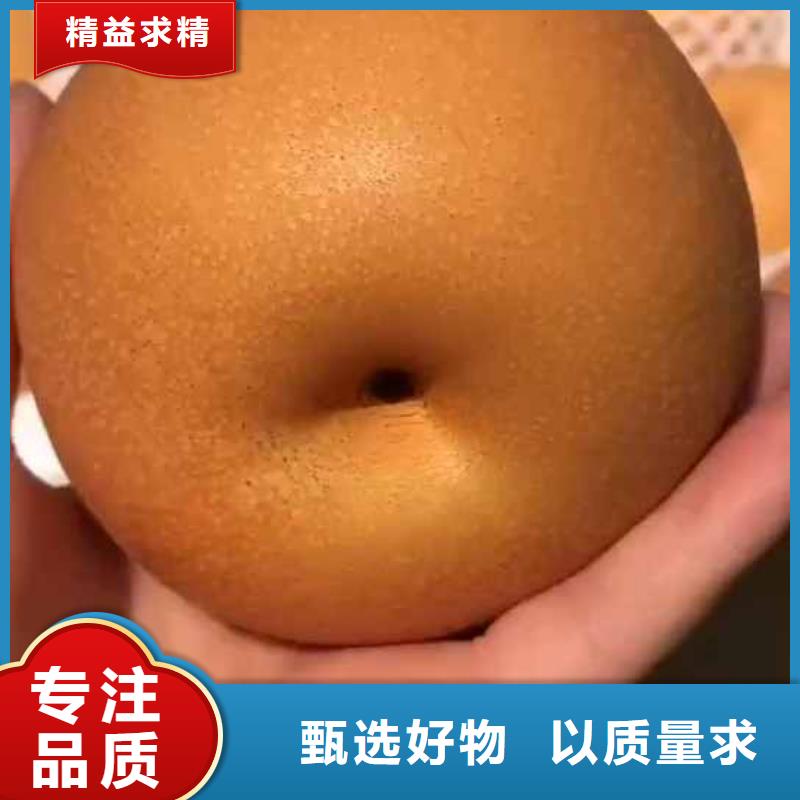 梨杜梨苗经久耐用