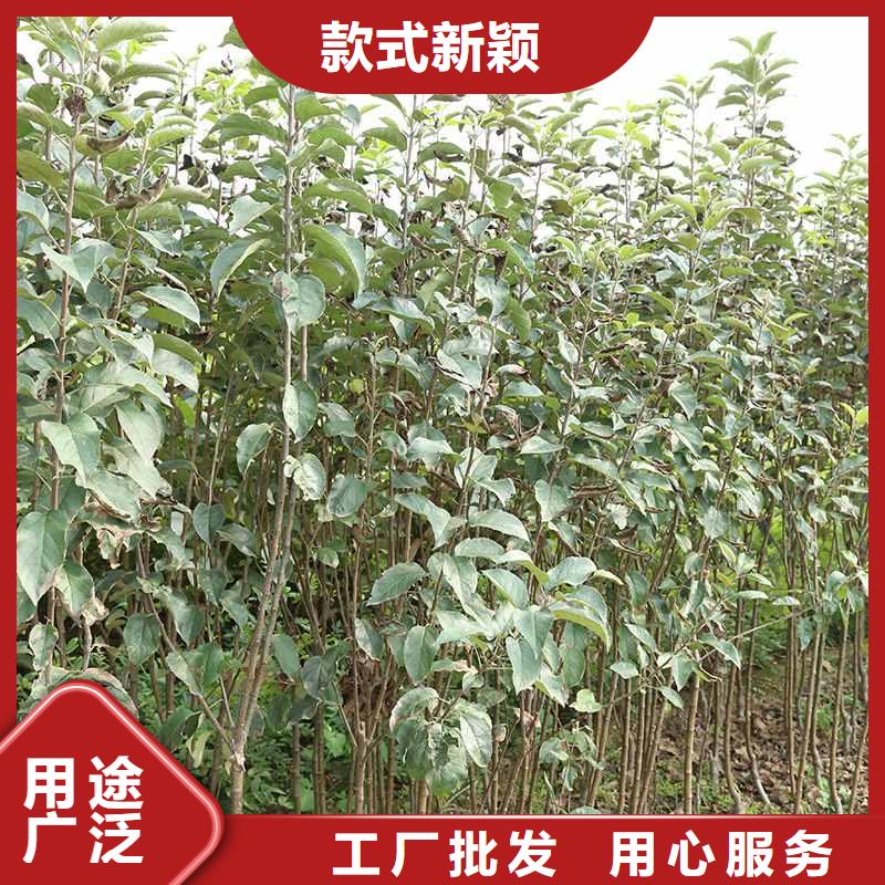梨杜梨苗经久耐用