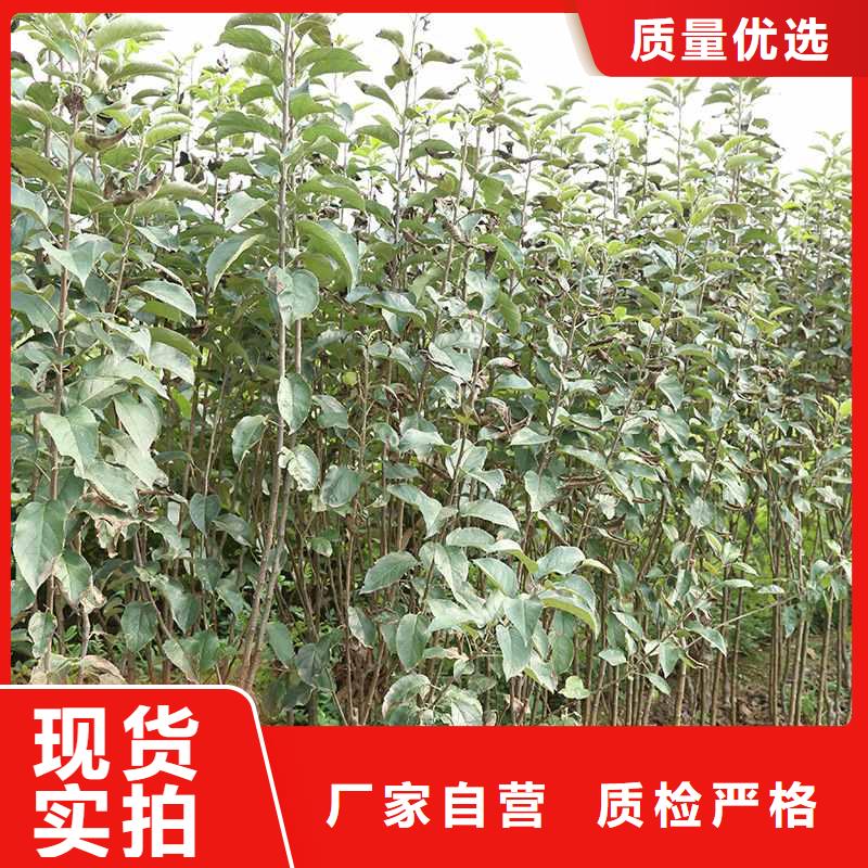 梨杜梨苗经久耐用