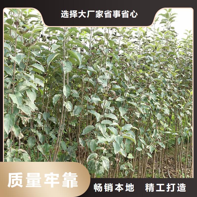 梨杜梨苗经久耐用