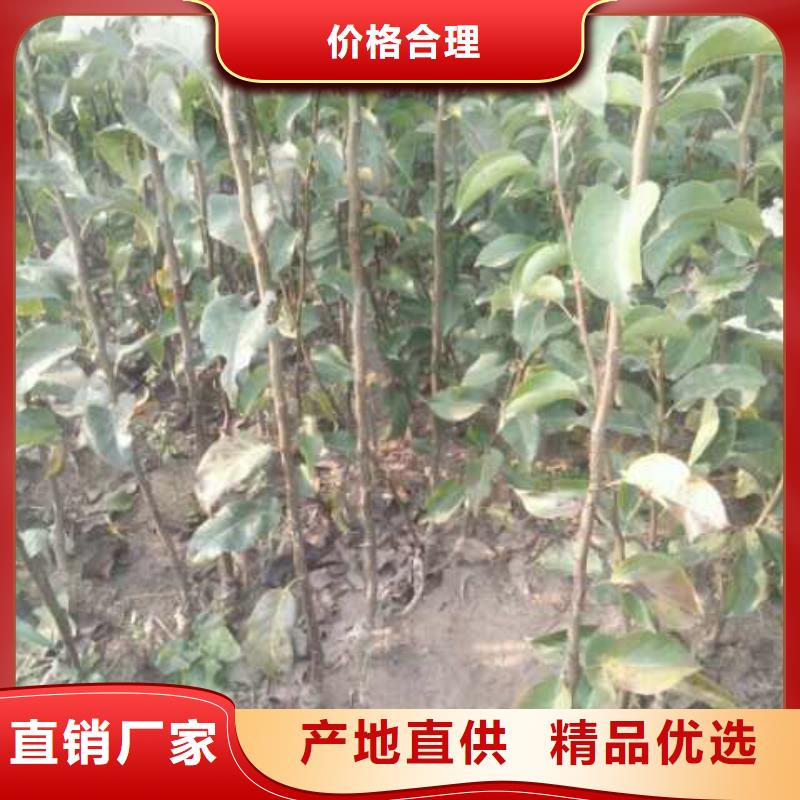梨杜梨苗经久耐用