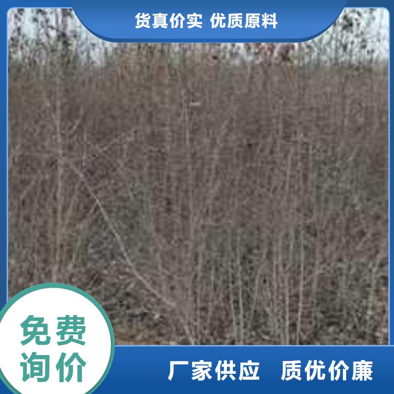 杜梨海棠苗用心制作