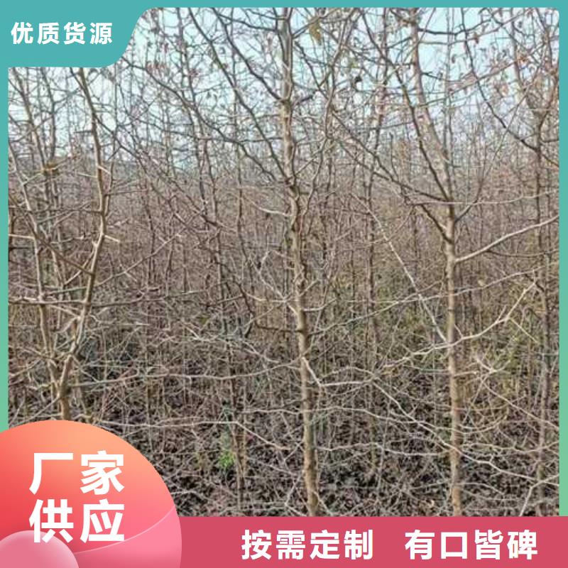 杜梨海棠苗用心制作