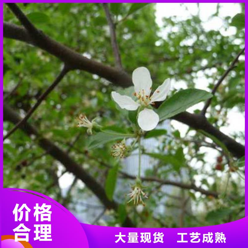 杜梨海棠苗用心制作