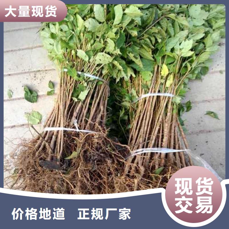 杜梨海棠苗用心制作