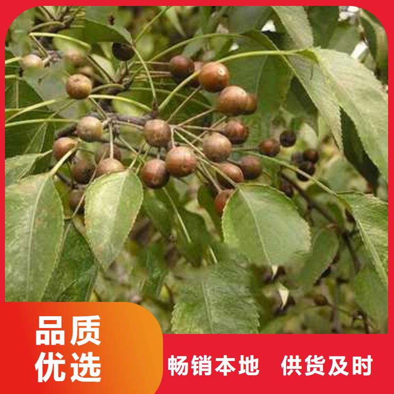 杜梨海棠苗用心制作