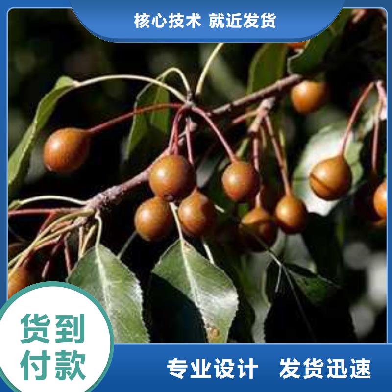 杜梨海棠苗用心制作