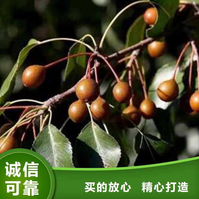 杜梨海棠苗用心制作